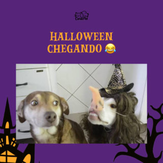 O cãozinho ficou com medo 😂 E você, tem medo das fantasias também? #halloween #dog